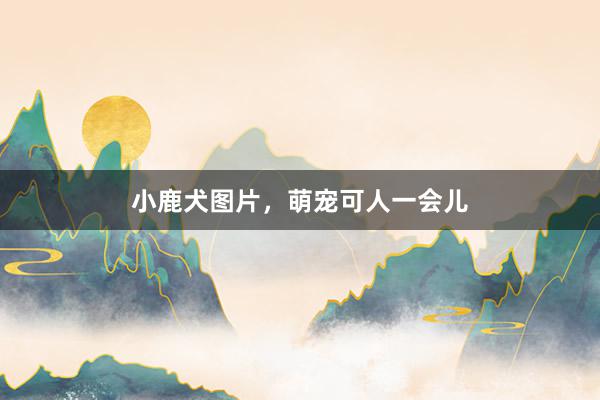 小鹿犬图片，萌宠可人一会儿