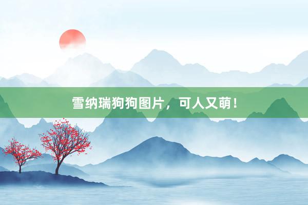 雪纳瑞狗狗图片，可人又萌！